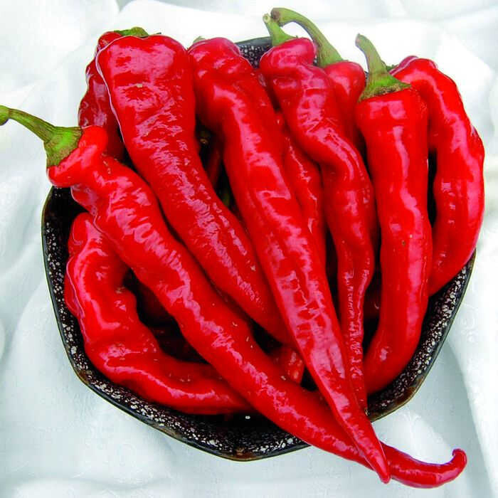 Hot Pepper Portugal 4"