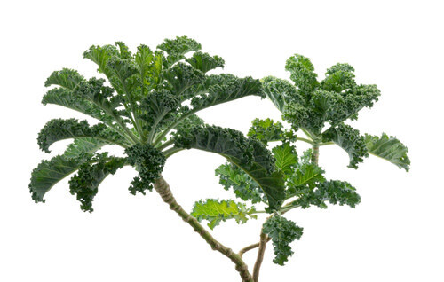 Kale 'Scotch Blue Curled' 4 cell pack