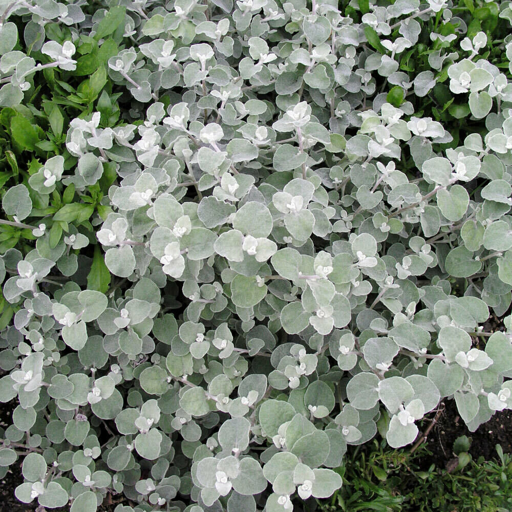 Licorice Plant &#39;Silver Stitch&#39; 4&quot;