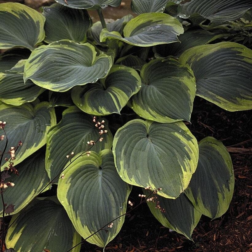Hosta 'Earth Angel' 1 gal