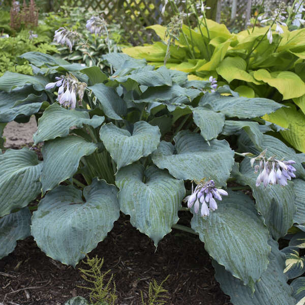Hosta &#39;Diamond Lake&#39; 1 gal PW