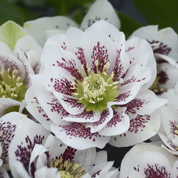 Helleborus &#39;confetti cake&#39; - 1 gal