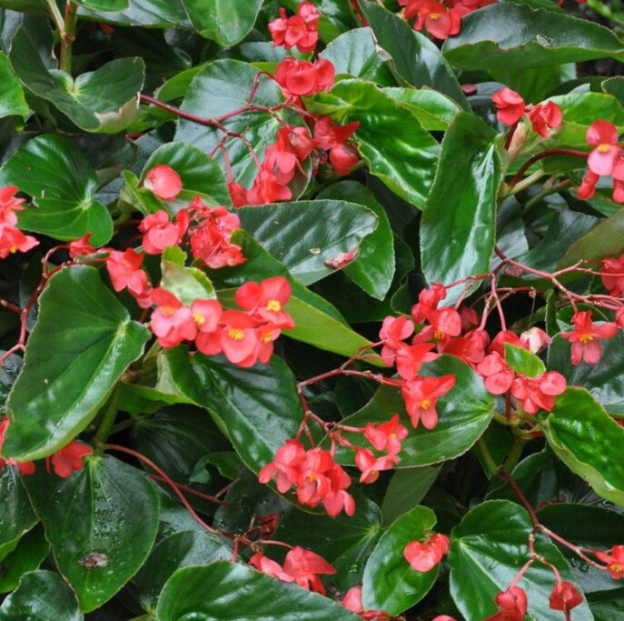 10&quot; Patio Pot Dragon Wing Begonia - Red