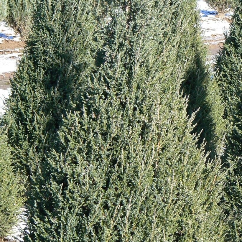 Juniper &#39;Mountbatten&#39; - 3&#39; / 5 gal