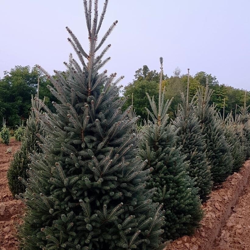 Spruce &#39;Montrose Charm&#39; 10 gal potted