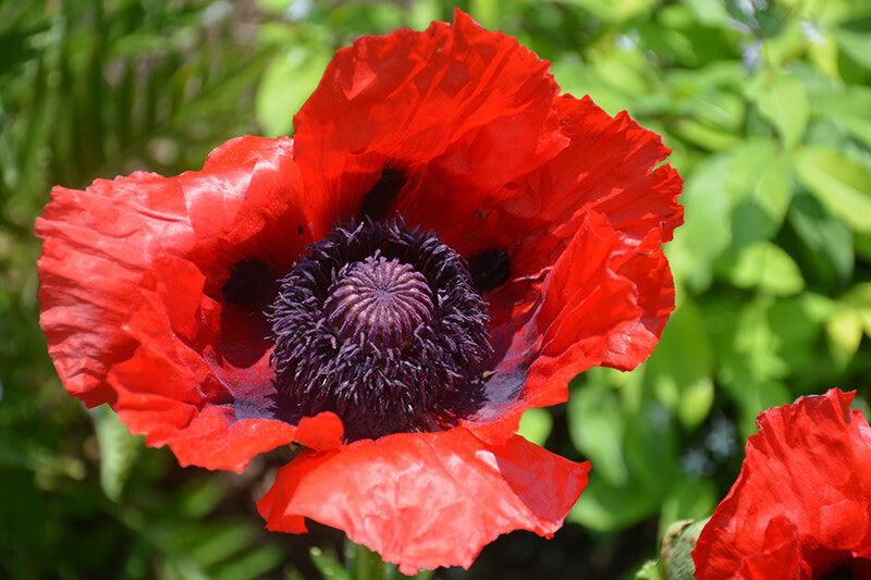 Poppy Oriental 'Beauty of Livermere' 1 gal