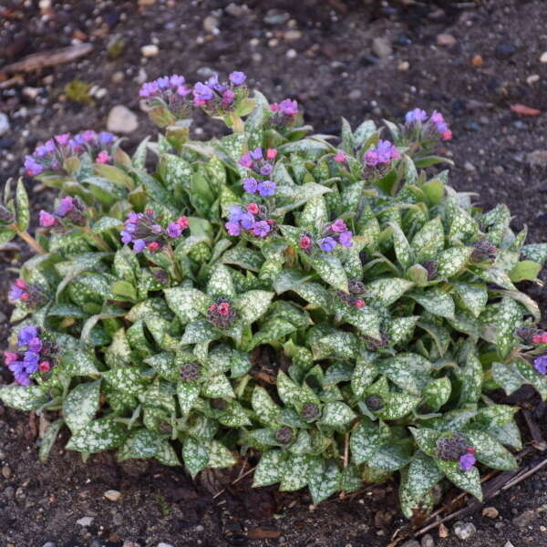 Lungwort 'Spot On' - 8" PW