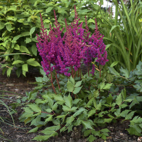 Astilbe &#39;Visions in Red&#39; 1 gal