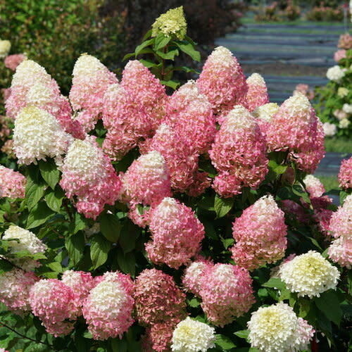 Hydrangea 'Quick Fire Fab' - 3 gal