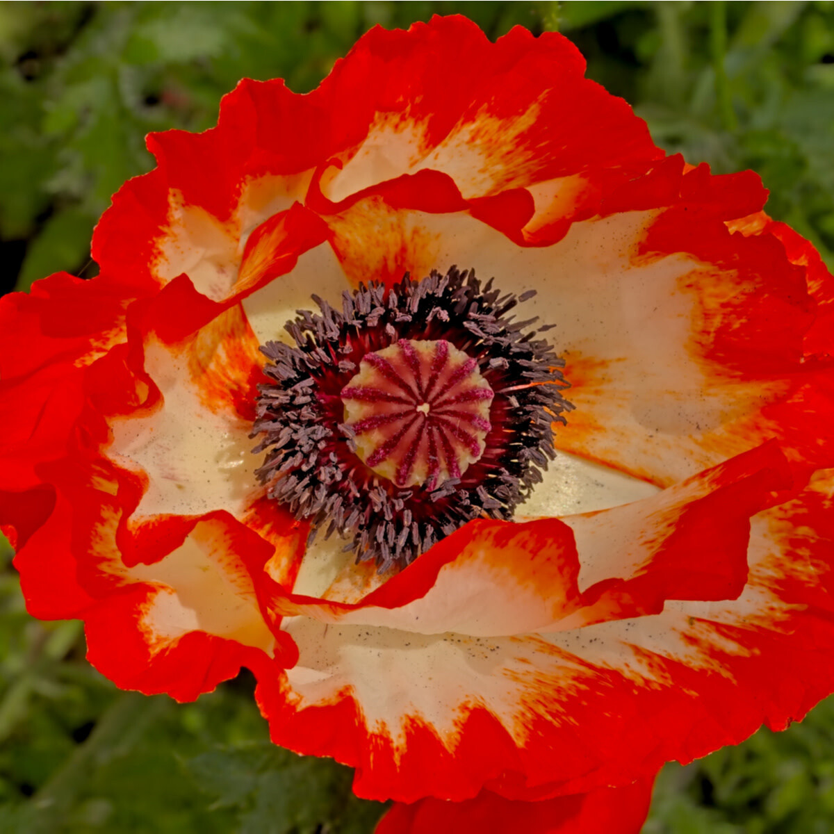 Poppy &#39;Picotee&#39; - 1 gal
