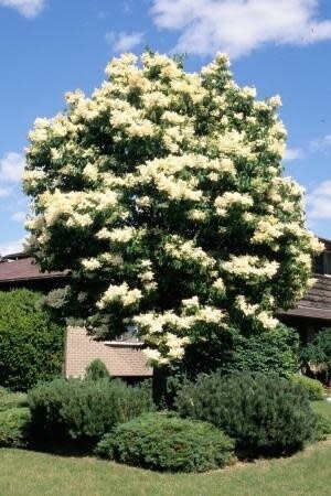 Lilac 'Snowdance Tree' - 7-8' Potted