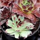 Sempervivum Chick Charms TRIO &#39;Cherry Cordial&#39; - 3.5&quot;