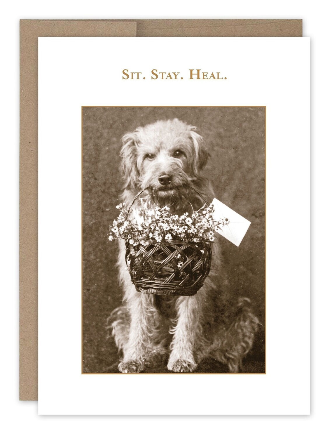 Get Well Card:  Sit Stay Heal