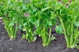Celery &#39;Giant Pascal&#39; - 4 Cell Pack