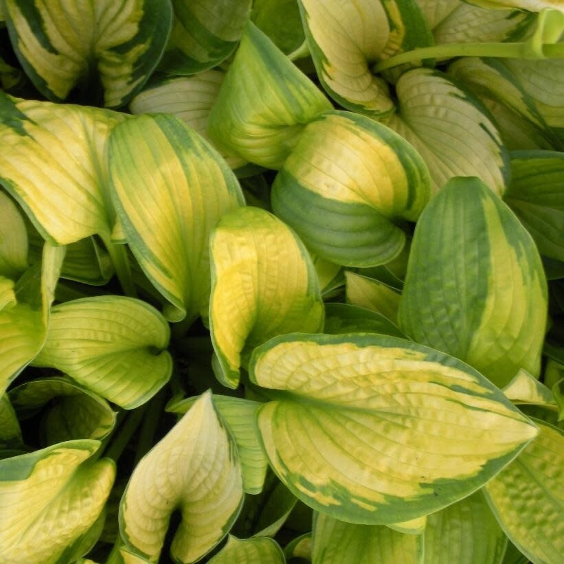 Hosta &#39;Paradigm&#39; - 1 gal Lg.