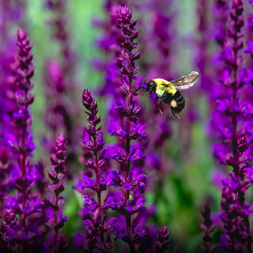 Perennial Sage &#39;Salvia Caradonna&#39; 1 gal