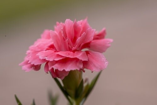 Dianthus 'Romance Pinks' 1 gal