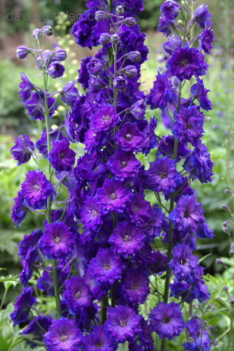 Delphinium 'Larkspur Pagan Purples' - 1 gal