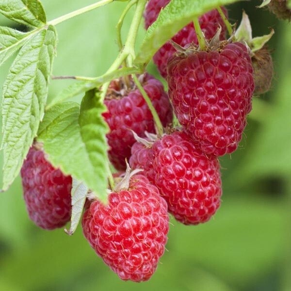 Raspberry &#39;Tulameen&#39; - 1 gal