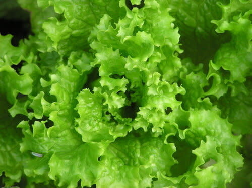 Lettuce 'Simpson Black Seeded' - 4 cell pack