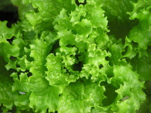 Lettuce 'Black Seeded Simpson' 4 cell pack