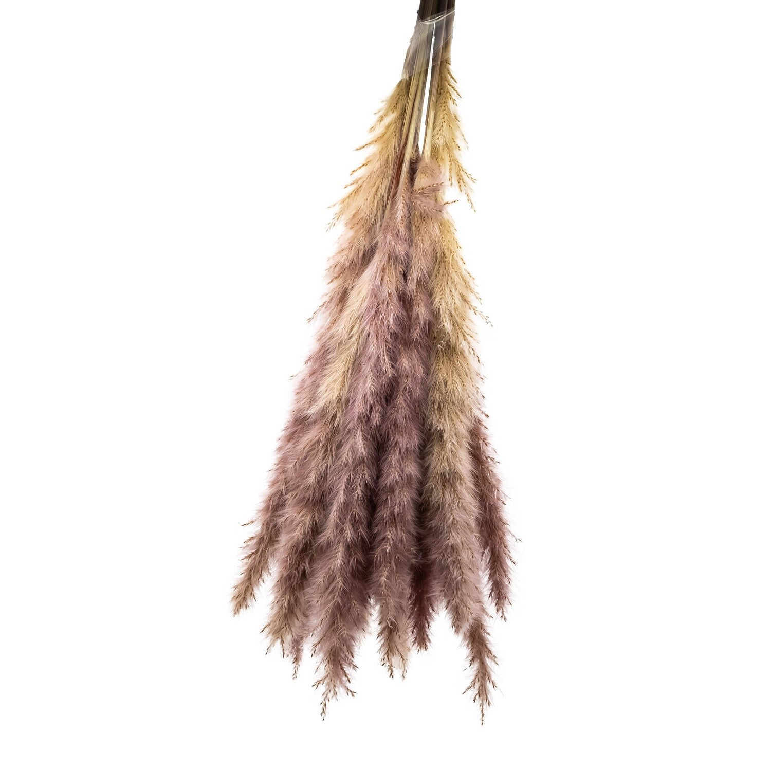 Pampas Grass: Mini-Natural