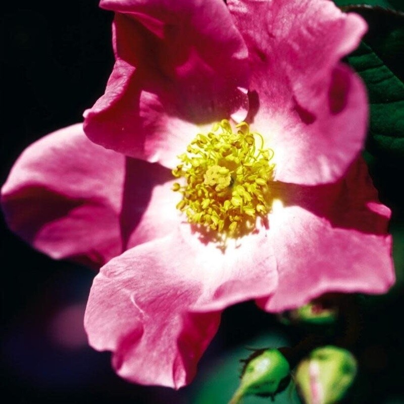 Rose &#39;Nearly Wild&#39; 2 gal (Pink)