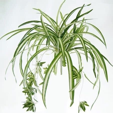 Spider Plant 4"