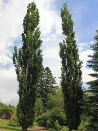 Poplar &#39;Tower&#39; - 6-7&#39; Potted