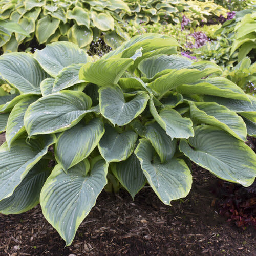 Hosta &#39;Wu la la&#39; 1 gal