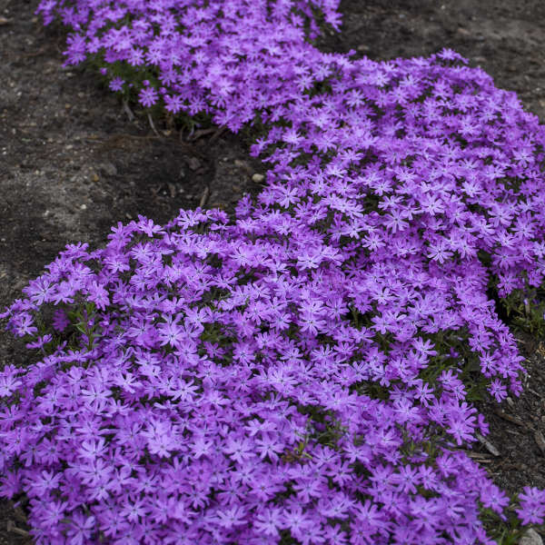 Garden Phlox &#39;Bedazzled Pink&#39; 1 gal
