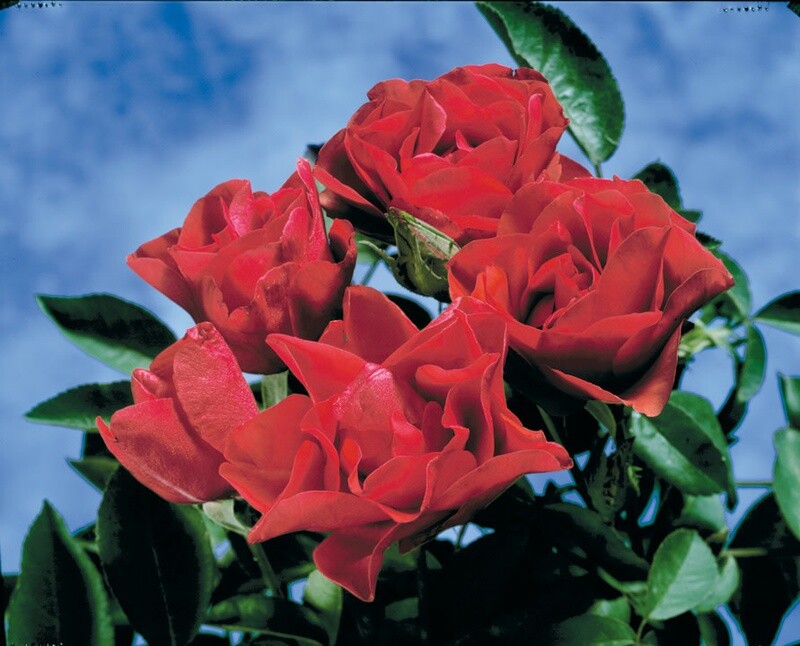 Rose &#39;Morden Fireglow&#39; 2 gal (Red)