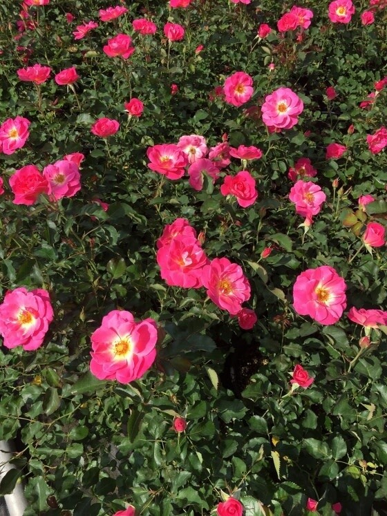Rose 'Aurora Borealis' 2 gal (Pink)