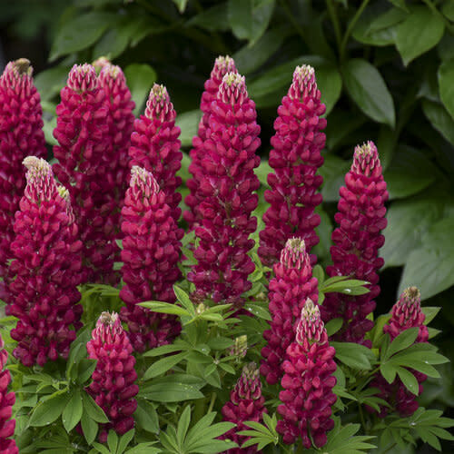 Lupine &#39;Gallery Red&#39; 1 gal