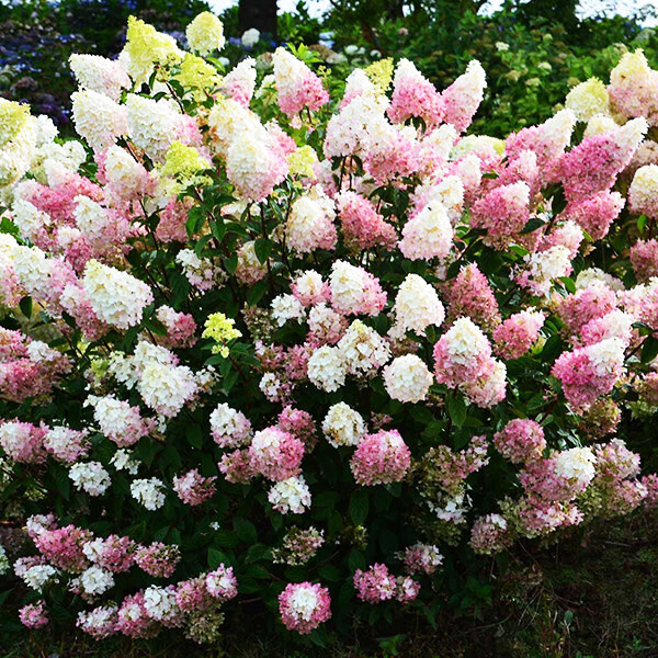Hydrangea 'Strawberry Sundae' 3 gal FE