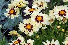 Coreopsis 'Uptick Cream and Red' - 1 gal