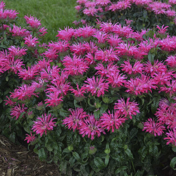 Beebalm 'Monarda Electric Neon Pink' 1 gal
