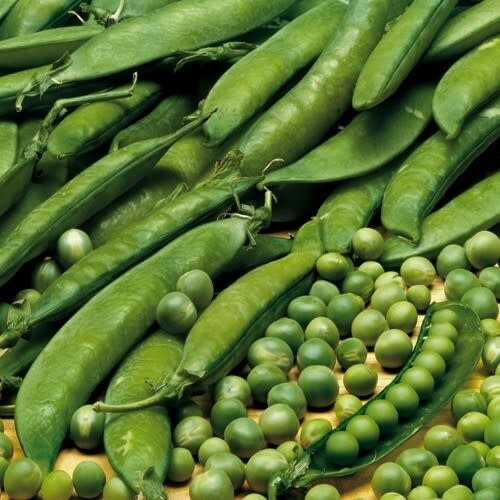 Peas 'Lincoln' 2 cell pack
