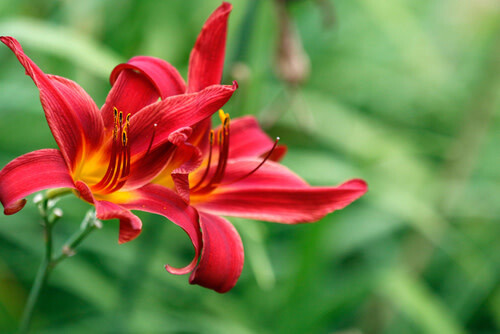 Daylily - Hemerocallis &#39;Sammy Russel&#39; 1 gal