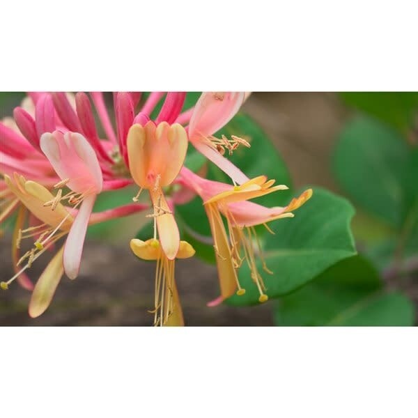 Honeysuckle Vine &#39;Goldflame&#39; 1 gal