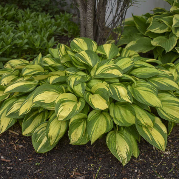 Hosta &#39;Rainbows End&#39; 1 qt