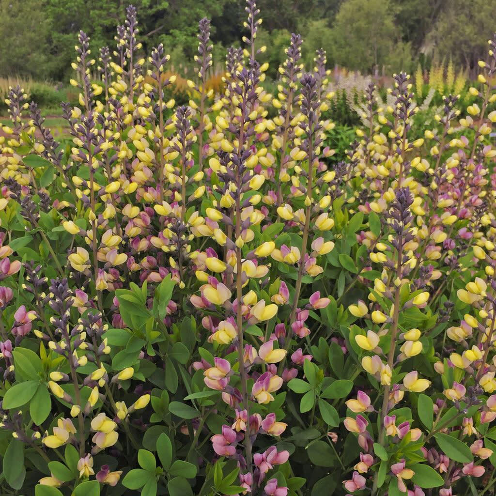 False Indigo &#39;Baptisia Pink Lemonade&#39; PW - 2 gal
