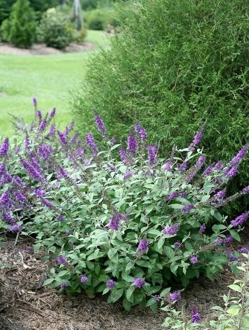 Butterfly Bush &#39;Miss Violet&#39; - 2 gal