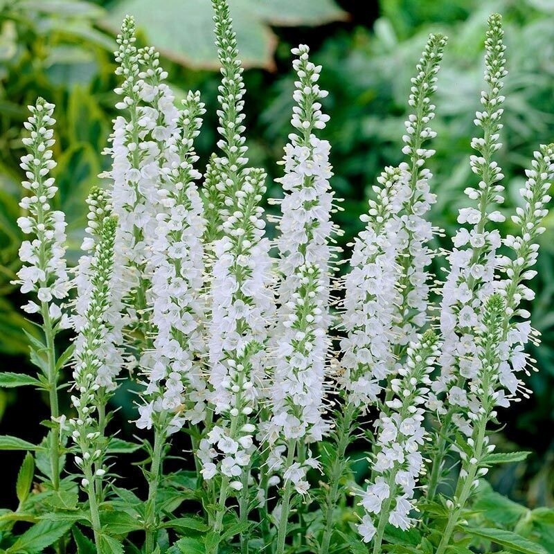 Speedwell &#39;Veronica Snow Candles&#39; - 2 gal