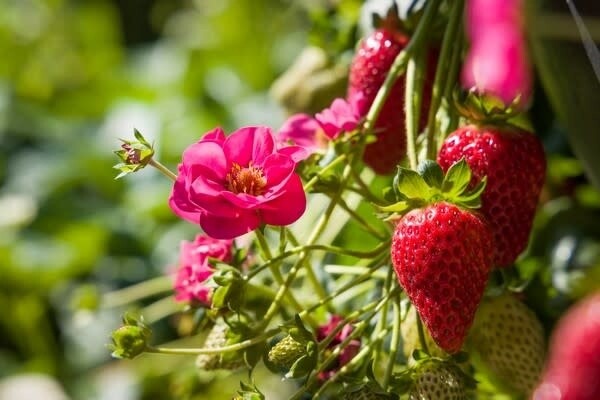 12" HB Strawberry 'Summer Breeze Cherry' EB