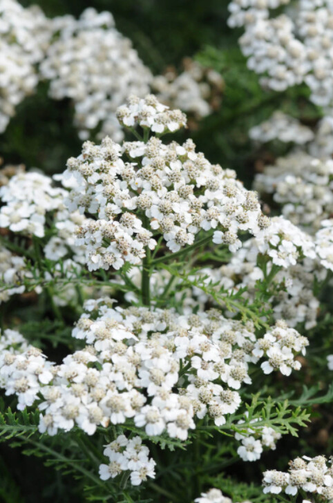 Yarrow &#39;New Vintage White&#39; 1 gal