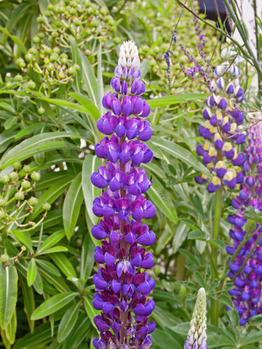 Lupine &#39;Gallery Blue&#39; 1 gal