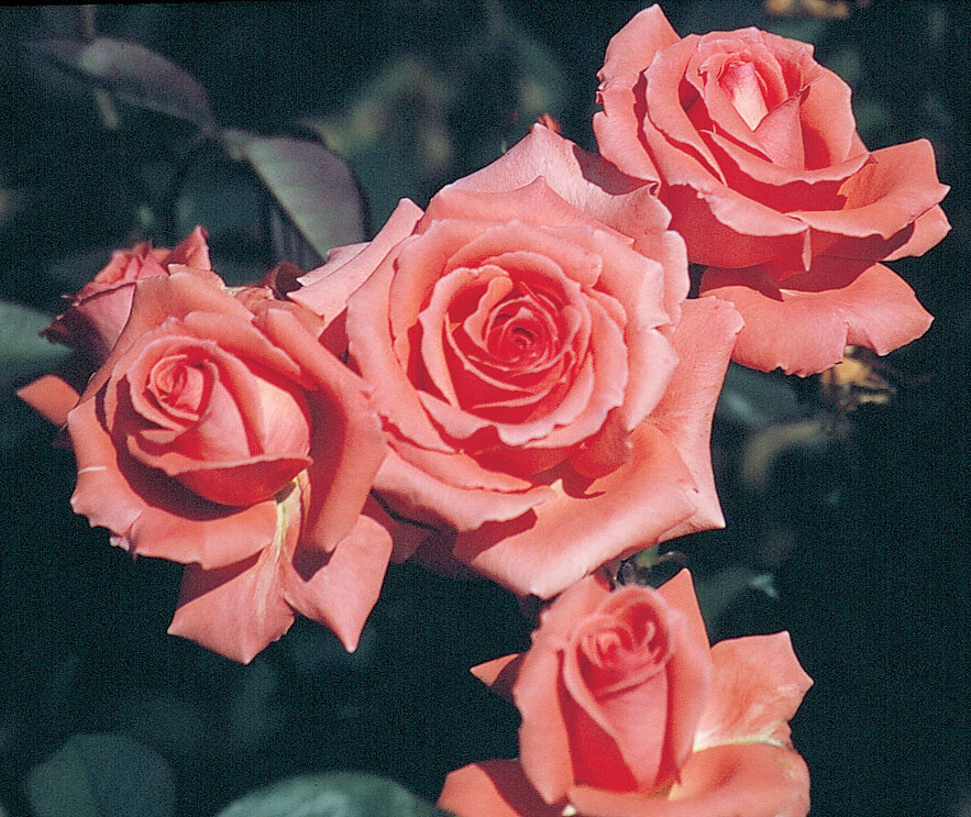 Climbing Rose 'America' 2 gal (Pink)