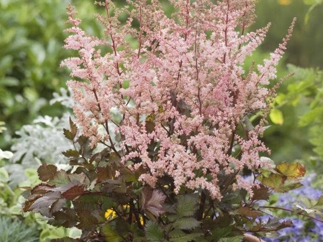 Astilbe 'Spotlight' 1 gal