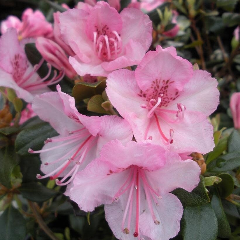 Rhododendron &#39;Bubblegum&#39; 2 gal